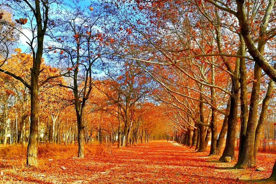 Fall Season Photography