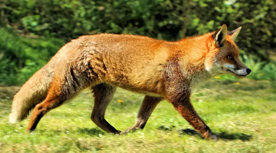 fox photography with benro mach3 3 series tripod