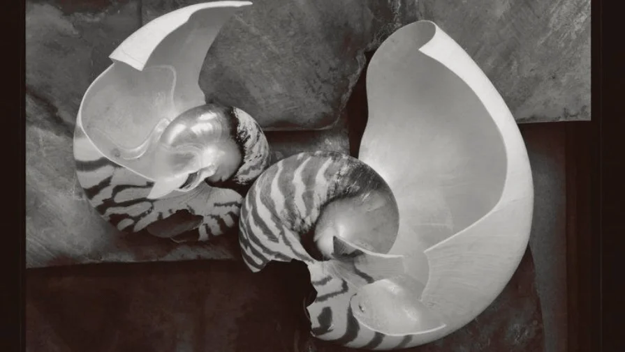 Black and White Photograph of Two Large Shells by Olivia Parker