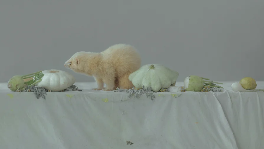 Evelyn Bencicova Photography