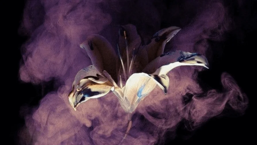 Henry Hargreaves’ Smoke and Lily Photography