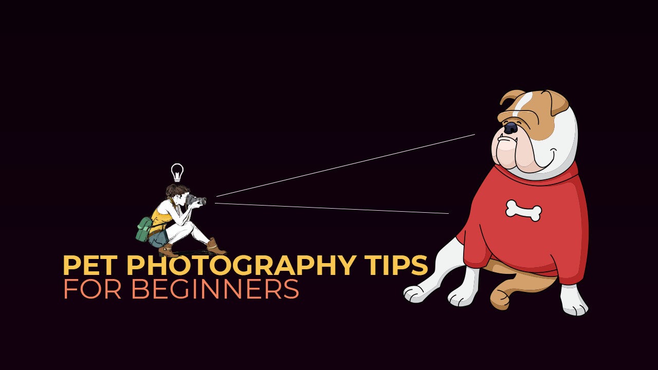 pet photography tips for beginners