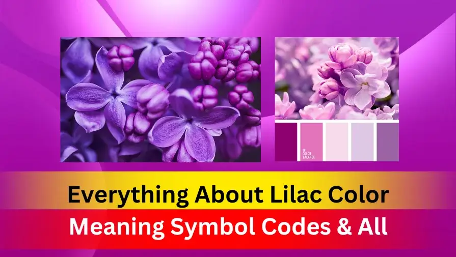 Everything About Lilac Color Meaning Symbol Codes All