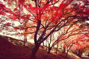 Morning Mist, Capture the Color of Autumn in Camera