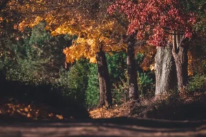 Portraits of Autumn