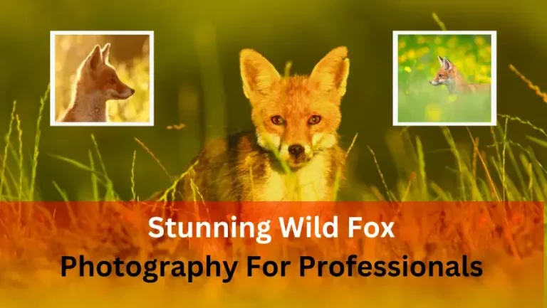 Stunning Wild Fox Photography for Professional