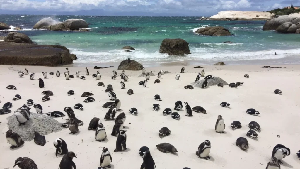 Boulders Beach Cape Town, South Africa 