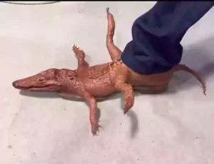 insane fashion for crocodile shoes