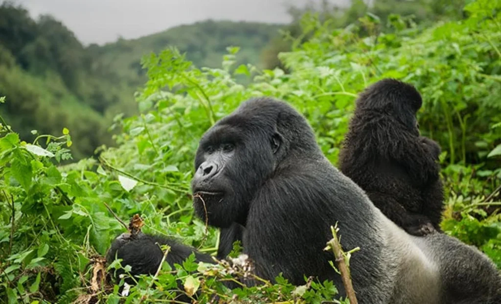 Mountain Gorillas, Rwanda, iconic places