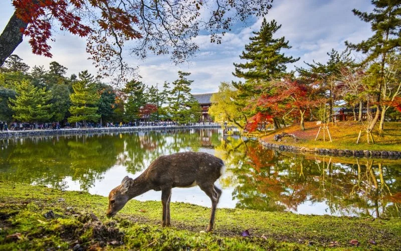 Nara Park, Japan