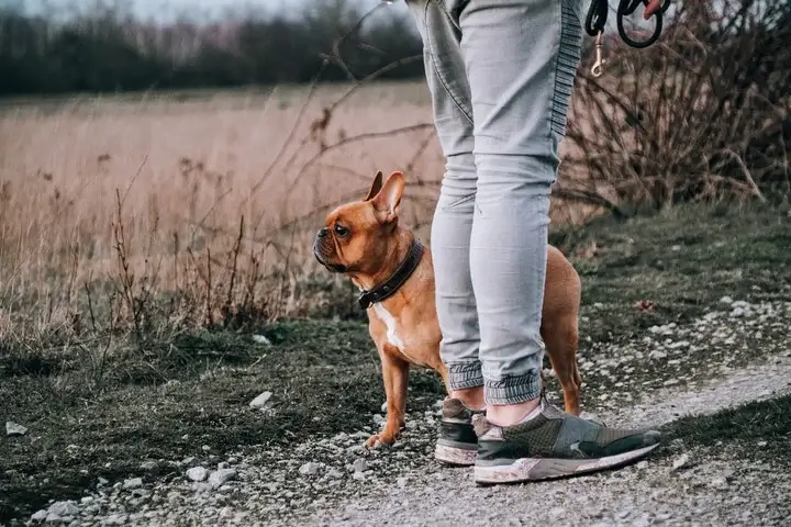 outdoor pet photograph