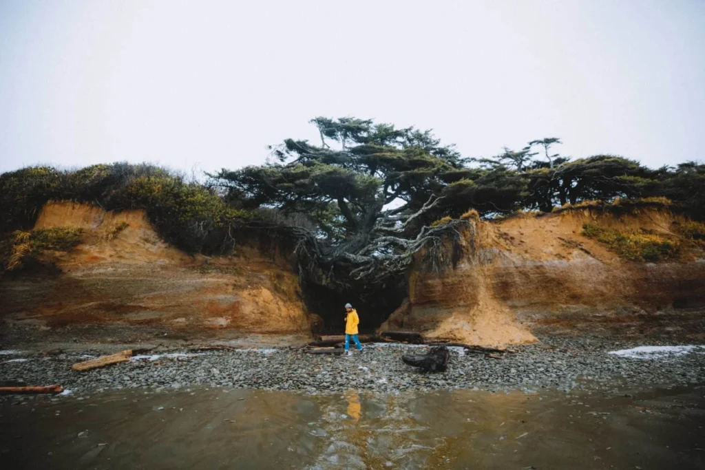 Tree Root Cave Washington