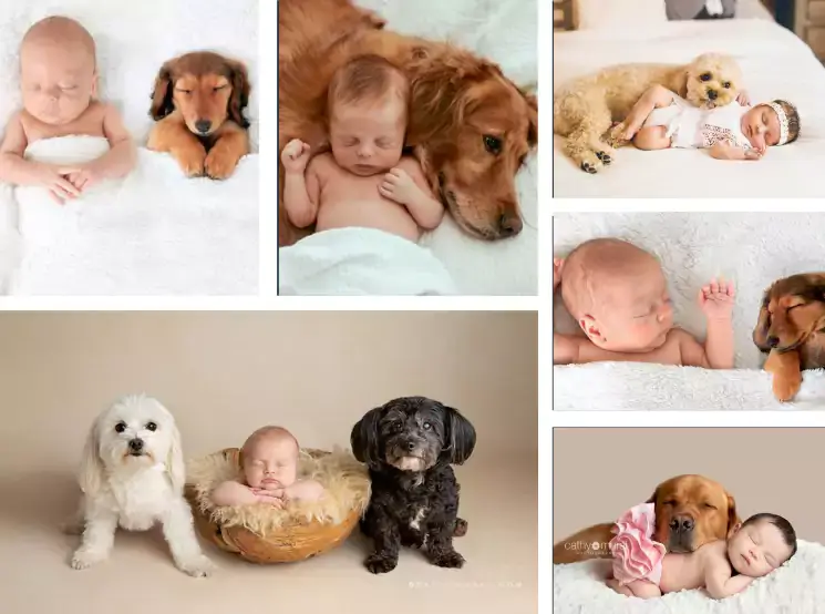 baby photoshoot with pet, newborn photography with dog at home