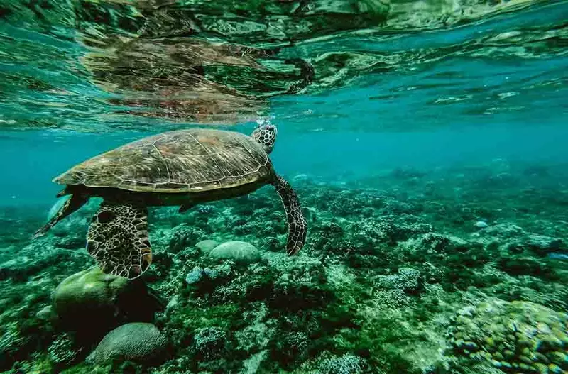 Underwater Photography