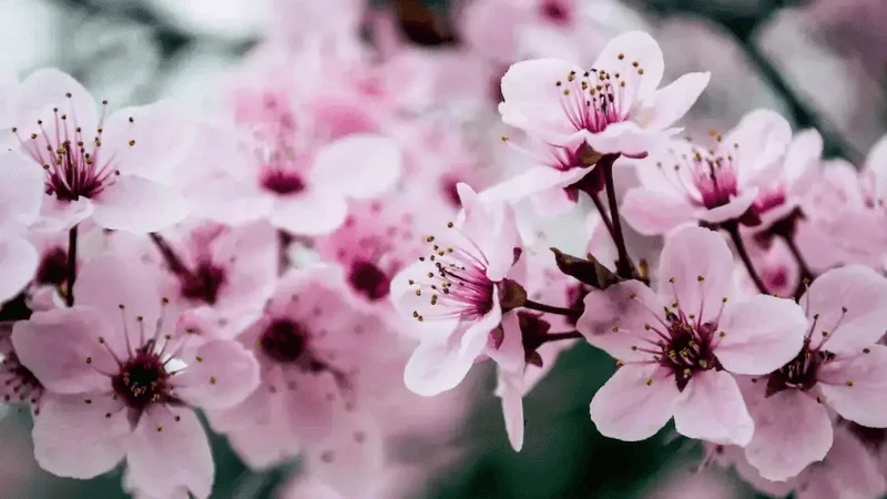 best cherry blossom wallpaper anime 4k