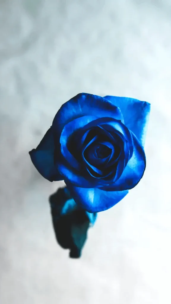 blue rose wallpaper iphone