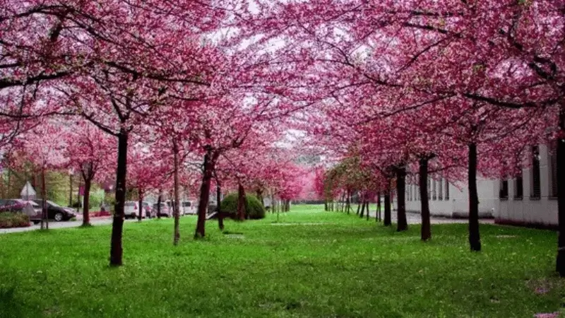 cherry blossom wallpaper windows 10