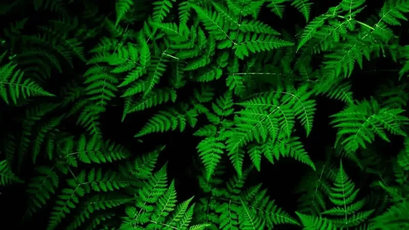 green aesthetic wallpaper desktop 4k