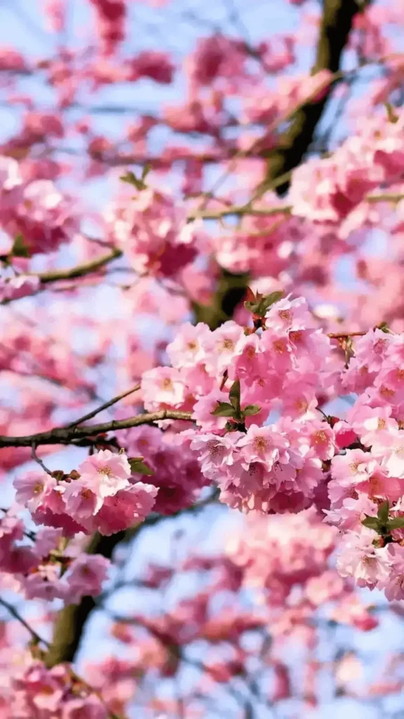 japan cherry blossom wallpaper iPhone