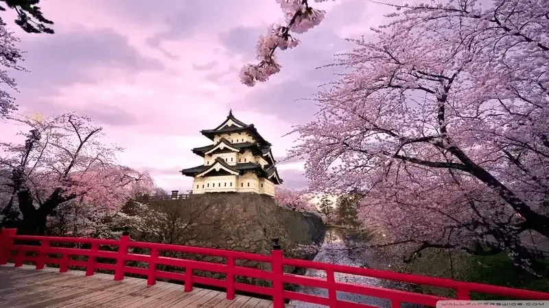 japanese cherry blossom wallpaper image