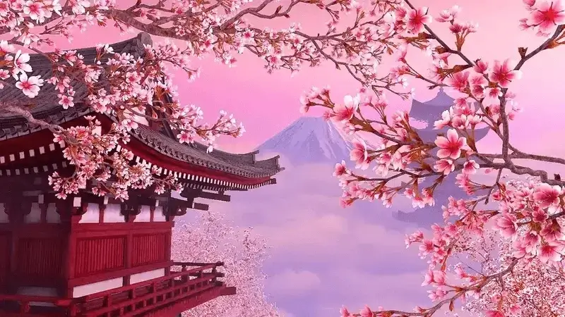 Japanese cherry blossom wallpaper pc