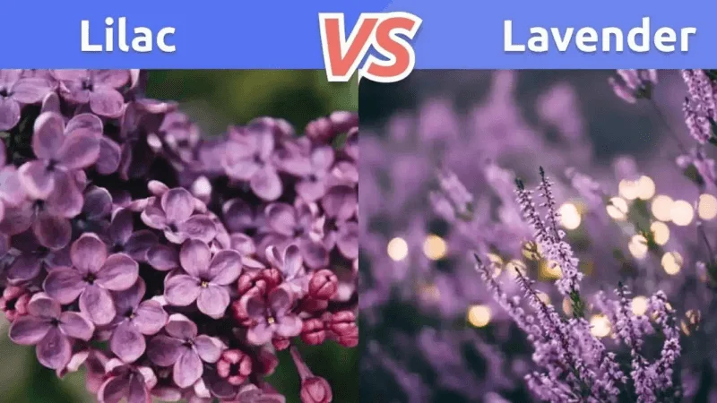 differences between lilac color and lavender