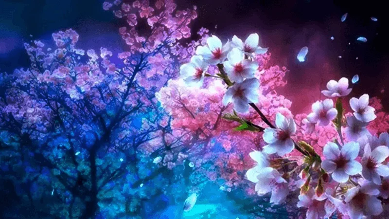 night Japanese cherry blossom wallpaper