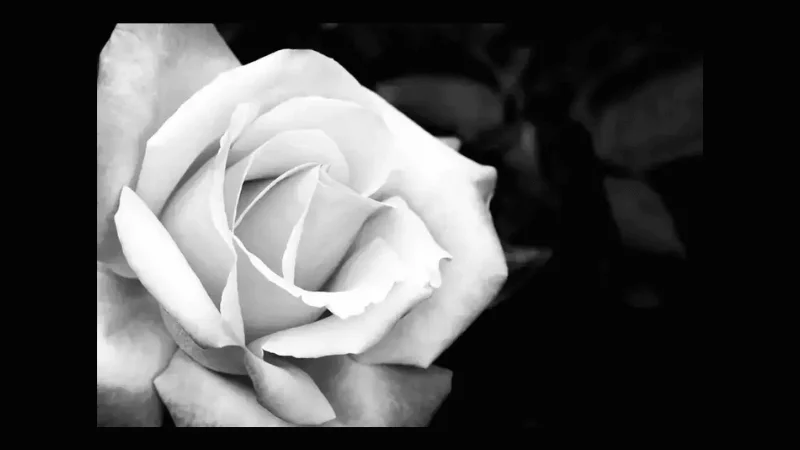 white rose hd wallpaper